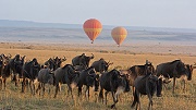 masai mara wildebeest migration safari