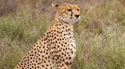 selous, mikumi, udzungwa, nyerere, national, park, safari, safaris, car, hire, self drive, tanzania, dar es salaam, nairob, attractions, activities, where to stay, what to do, things to do