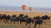 masai mara national park wildebeest migration, wildebeest migration,  masai mara national park, wildebeest, migration, nairobi,kenya masai, mara, self drive, car, hire, rental, services 