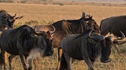  wildebeest migration safaris masai mara serengeti, wildebeest migration masai mara national park, masai mara national park wildebeest migration, nairobi, kenya, self, drive,car,hire