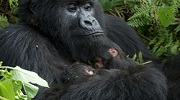gorilla, safaris, rwanda hiking, trekking, tracking tours