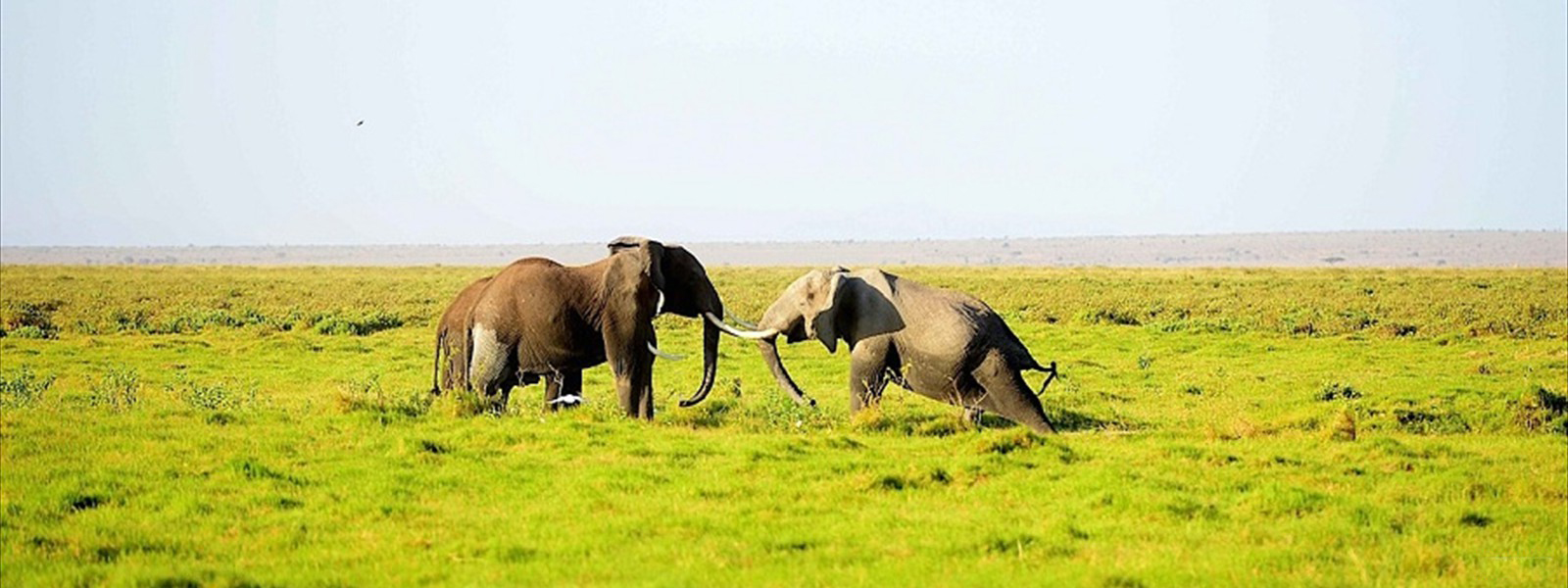 AMBOSELI NATIONAL PARK ATTRACTIONS, AMBOSELI NATIONAL PARK LODGES, LODGES IN AMBOSELI, ACTIVITIES AMBOSELI NATIONAL PARK, AMBOSELI NATIONAL PARK ACTIVITIES, BEST OFFERS, RATES, DISCOUNTS, PRICE, AMBOSELI ELEPHANTS, AMBOSELI, ATTRACTIONS, ACTIVITIES, WHERE TO STAY, WHAT TO DO AMBOSELI NATIONAL PARK, WHERE TO STAY AMBOSELI NATIONAL PARK, AMBOSELI NATIONAL PARK WHAT TO DO, SERENA LODGE AMBOSELI, KIBO VILLA LODGE, TAWI LODGE AMBOSELI, SOPA LODGE AMBOSELI, KIBO SAFARI CAMP, AMBOSELI SERNTRIM LODGE, AMBOSELI NATIONAL PARK WHERE TO STAY, AMBOSELI NATIONAL RESERVE, BALLOON SAFARIS, LODGES, HOTELS, BIRD WATCHING, GAME DRIVES, 