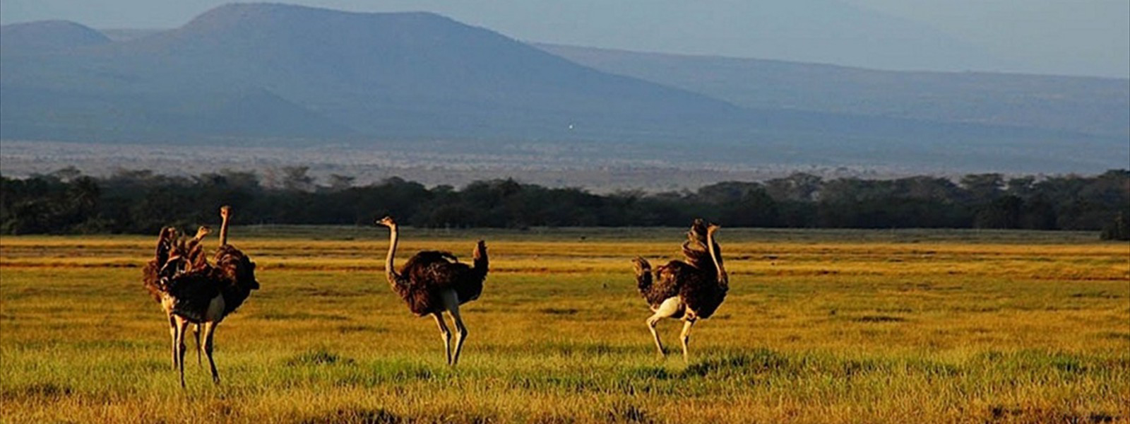 AMBOSELI NATIONAL PARK ATTRACTIONS, WHAT TO DO, TOURIST ACTIVITIES AMBOSELI NATIONAL PARK, ACTIVITIES AMBOSELI NATIONAL PARK, AMBOSELI NATIONAL RESERVE, BEST OFFERS, RATES, MOST POPULAR LODGES, MOST FAMOUS LODGES, LUXURY LODGES, 5 STAR LODGES, LUXURY LODGES LIKE KIBO VILLA, AMBOSELI TORTILIS, AMBOSELI SERENA LODGE, AMBOSELI SOPA LODGE, OL TUKAI, KIBO SAFARI CAMP, SENTRIM ABOSELI LODGE, AMBOSEI TORTILIS CAMP, AMBOSELI TAWI LODGE, AMBOSELI LODGE, SATAO ELERAI, KILIMANJAROS SAFARI CAMP, AA LODGES, BIRD WATCHING, BIRDS OF AMBOSELI, GAME DRIVES, CLIMBING KILIMANJARO, HIKING KILIMANJARO