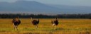 Amboseli-National-Park-Ostriches-1