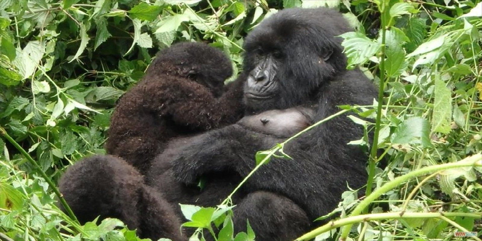 GORILLA SAFARIS RWANDA VOLCONOES NATIONAL PARK, ATTRACTIONS, ACTIVITIES, WHERE TO STAY, WHAT TO DO, VOLCANOES, NATIONAL, PARK, RWANDA,TOURIST, BISATE LODGE, GOVERNORS LODGE, CAR HIRE, RENTAL, PERMITS, WHAT TO BRING, SEE, SABYINYO SILVERBACK LODGE