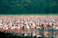 Lake Nakuru National Park Flamingos, Rhino Sanctuary, Safaris, Accommodation