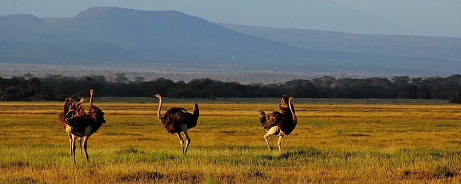 amboseli national park / reserve attractions, amboseli national park birds, mammals, where to stay, activities, what to do, 5 star, 3 star, 4 star, budget, amboseli, accommodation, amboseli luxury lodges, best lodges balloon safaris,kilimanjaro,game drives, birds and birdlife, bird watching, car hire, best offers