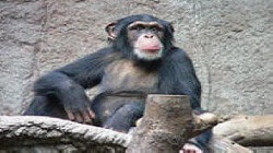 Chimpanzee trekking Nyungwe Forest National Park