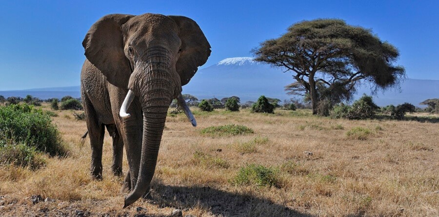 amboseli national park attractions, amboseli national park activities, amboseli national park lodges, attractions amboseli national park, activities amboseli national park, lodges amboseli national park, accommodation amboseli national park, amboseli, national, park, attractions, activities, what to do, where to stay,