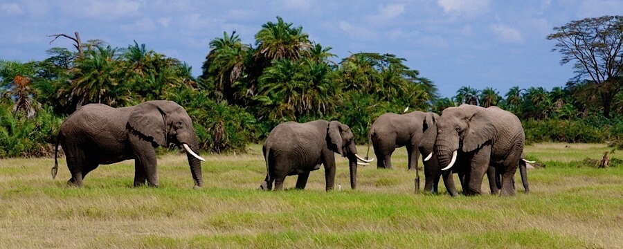 amboseli national park elephants, mammals, birds and birdlife,Amboseli national park attractions, activities, accommodation, camps, campsites, lodges, what to do, where to stay, best lodges, amboseli 5star lodges, amboseli 3star, 4 star, amboseli luxury lodges