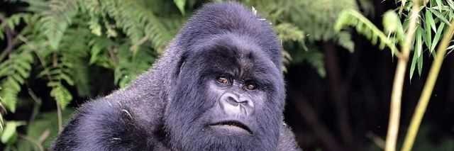 gorilla trekking benefits, gorilla, trekking, tracking, safari, safaris, social, economic, environmental, benefits, 