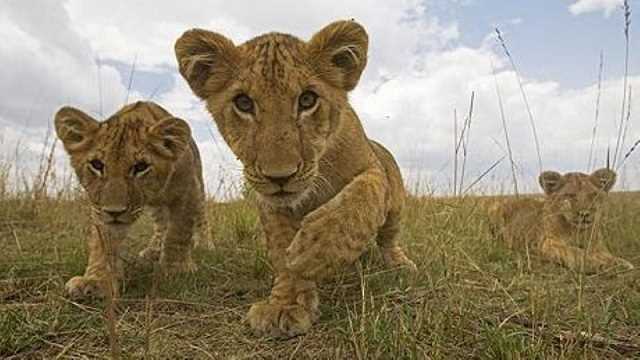Green Season Safari