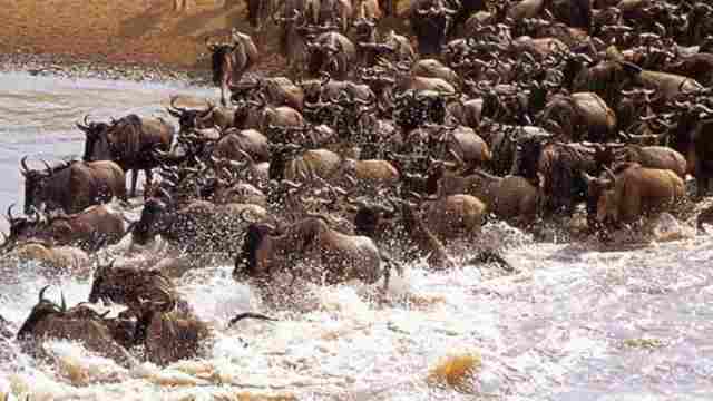 Wildebeest Migration  Masai Mara National Park 2019, 2020, Fly Nairobi Maasai Mara Reserve, Serengeti kenya, Tanzania safaris Flight