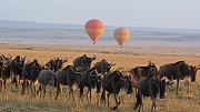 Wildebeest Migration safari Masai Mara national park Serengeti 9days