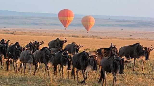 Safari Van Safari