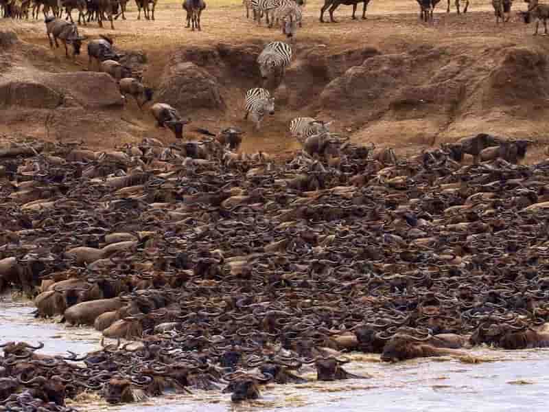 Naja Mara, masai mara, wildebeest, migration, safari packages, best offers