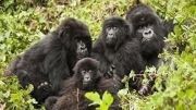 gorilla safari rwanda, rwanda gorilla safari, rwanda gorilla trekking, gorilla trekking rwanda, gorilla,safari, rwanda, hiking,  trekking, rules, regulations