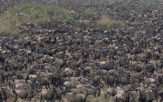 wildebeest migration safaris gorilla masai mara serengeti national parks