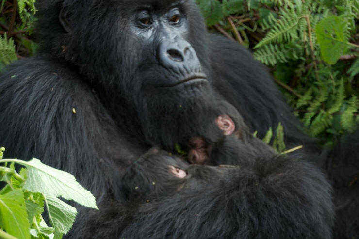 Rwanda Gorilla Families / Groups -Susa, Amahoro, Umubano, kwitonda, Group 13 (Agashya), Hirwa, Sabyinyo