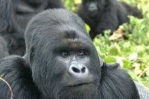 rwanda, gorilla, trek, safari, safaris, trekking, 4, 3, days, nights