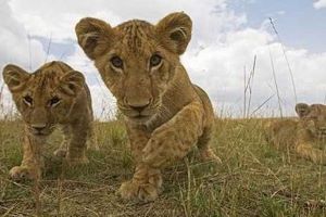 masai mara wildebeest migration safari 5 days 4 nights, prices, price, cost, masai, mara, wildebeest,migration,safari, holiday, vacation