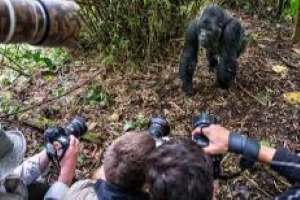 Wildlife Photography Safari