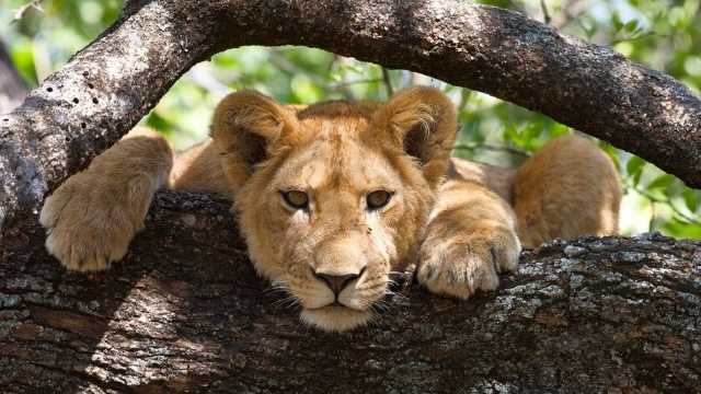 7 days tanzania safari, 7 days tanzania safari price, 7 days tanzania safari prices, 7 days tanzania safari price list, 7 days 6 nights tanzania safari, 7 days 6 nights tanzania safari price list, 7 days 6 nights tanzania safari prices,  tanzania safari 7 days price,  tanzania safari 7 days 6 nights price, 7 days 6 nights tanzania safari price, lake manyara tarangire ngorongoro safaris, ngorongoro serengeti lake manyara tarangire safari, tarangire lake manyara ngorongoro serengeti, tanzania, tansania, 7 days, 6 nights, price, prices, price list, cost, safari, wildebeest migration serengeti masai mara, safaris,  lake manyara, ngorongoro, serengeti, tarangire, natron, safari, safaris, accommodation, lodges, attractions, what to do, what to see, where to stay, things to do, best offers, deals, discounts, discounted, rates